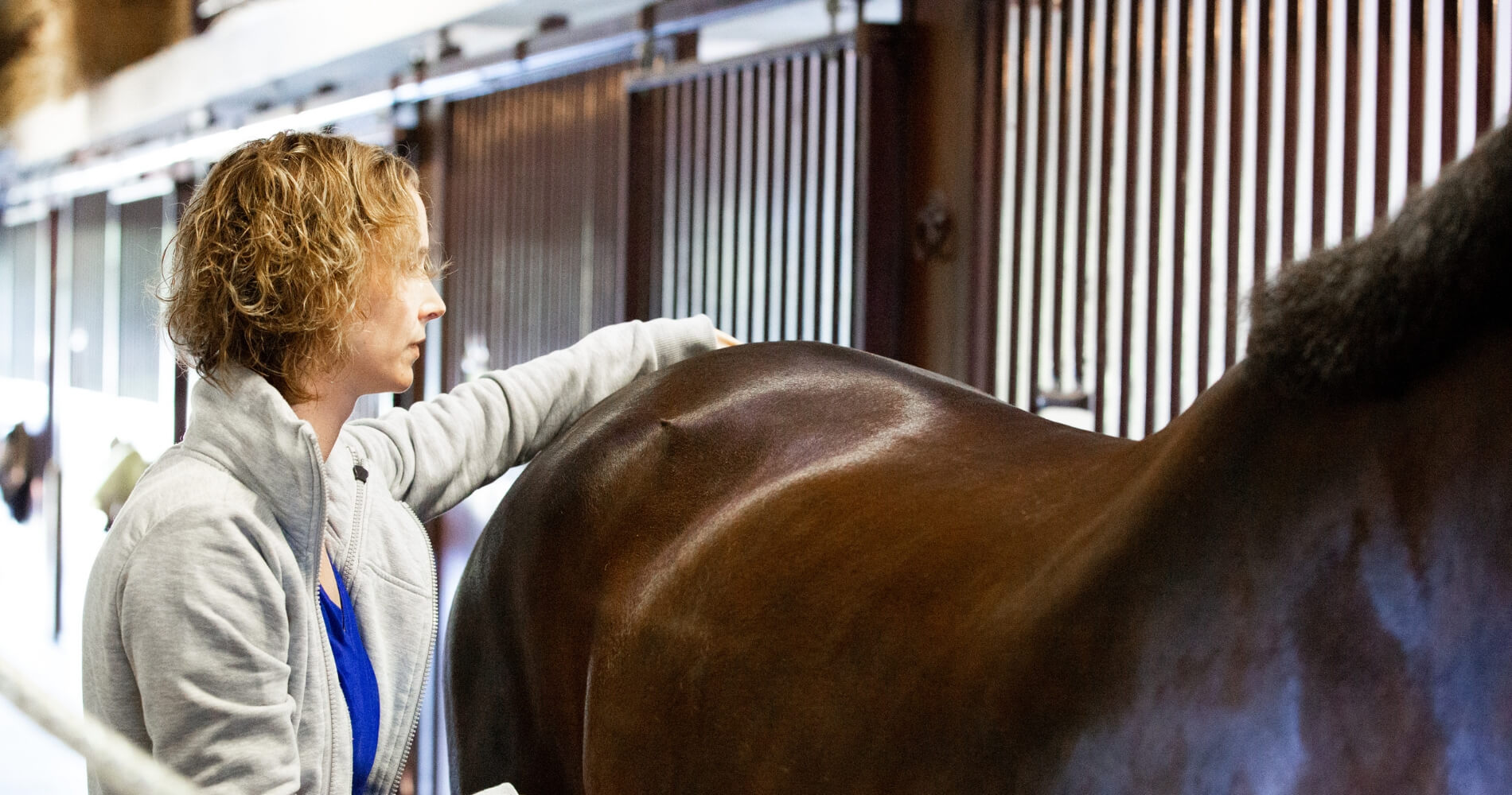 Het zadel in relatie met de anatomie van het paard  (Gastschrijver dierenarts, chiropractor: Aimée de Rooij)